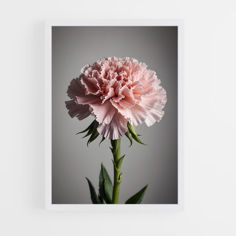 ap-carnation-3 cadre Blanc