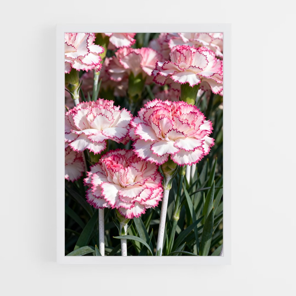 ap-carnation-5 cadre Blanc