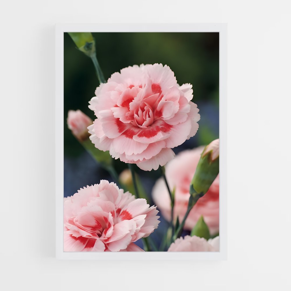 ap-carnation-8 cadre Blanc