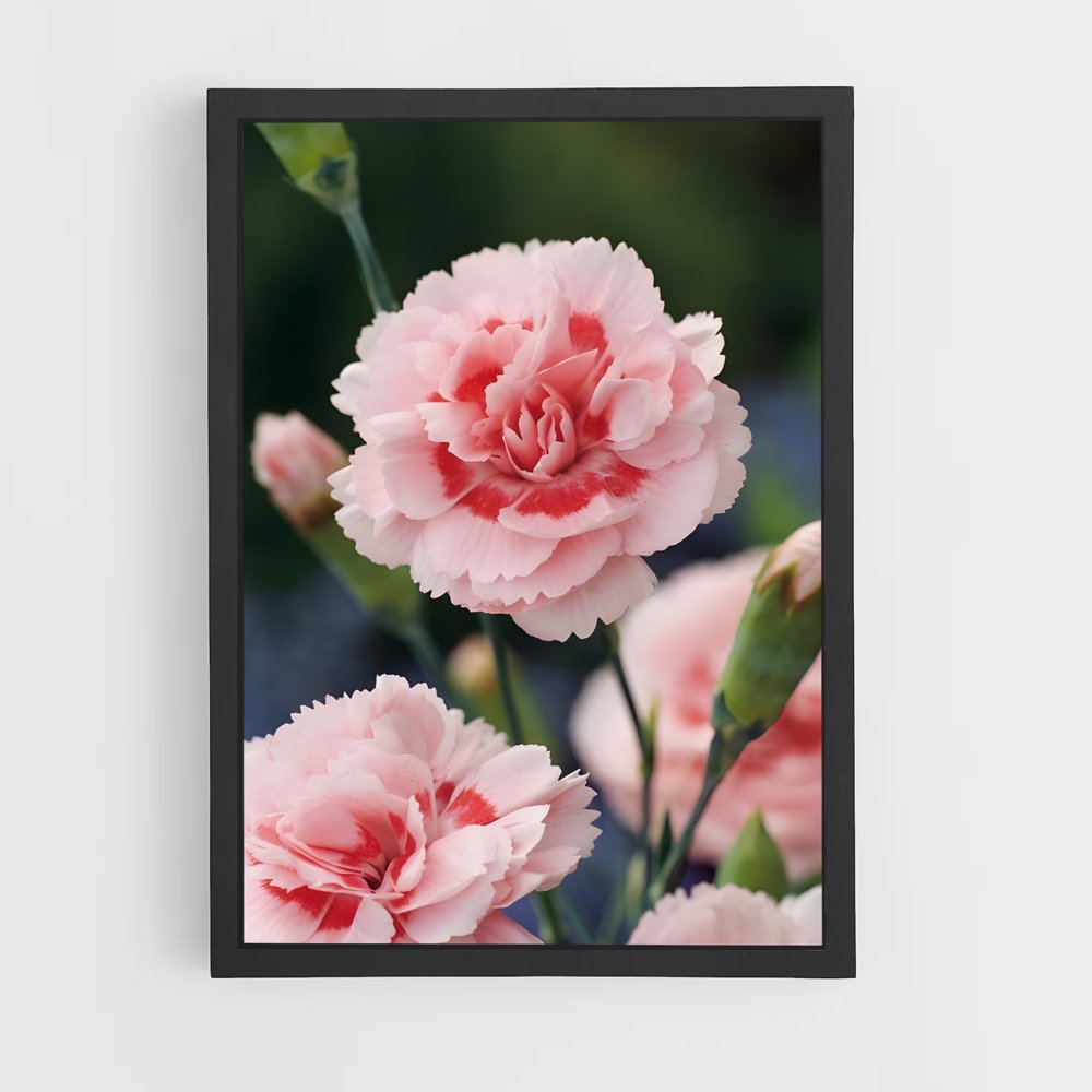 ap-carnation-8 cadre Noir
