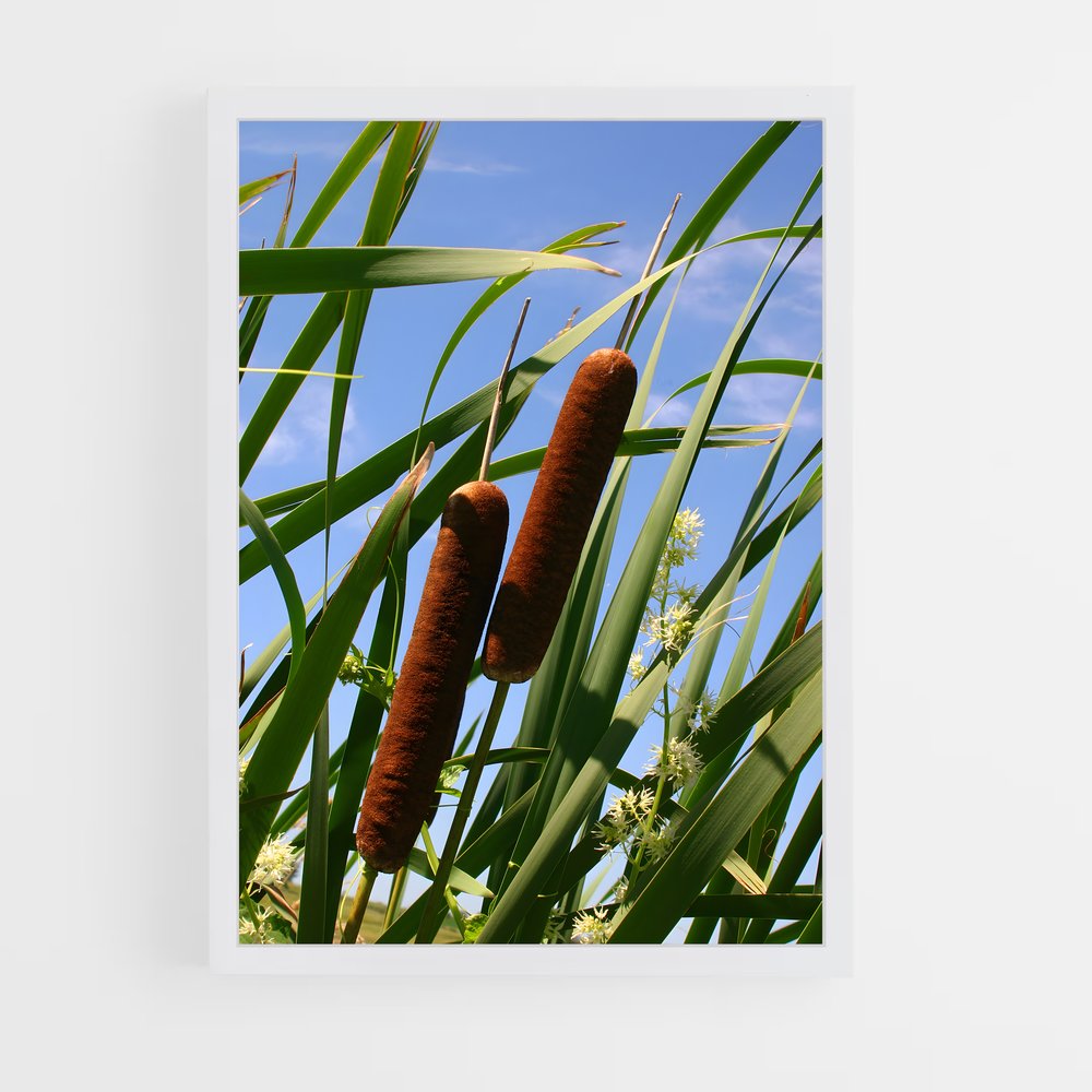 ap-cattail-2 cadre Blanc