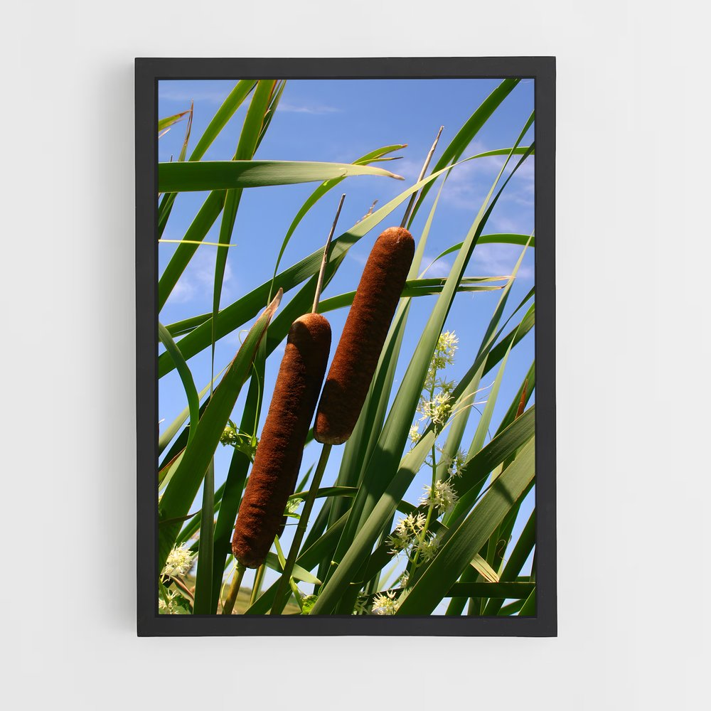 ap-cattail-2 cadre Noir