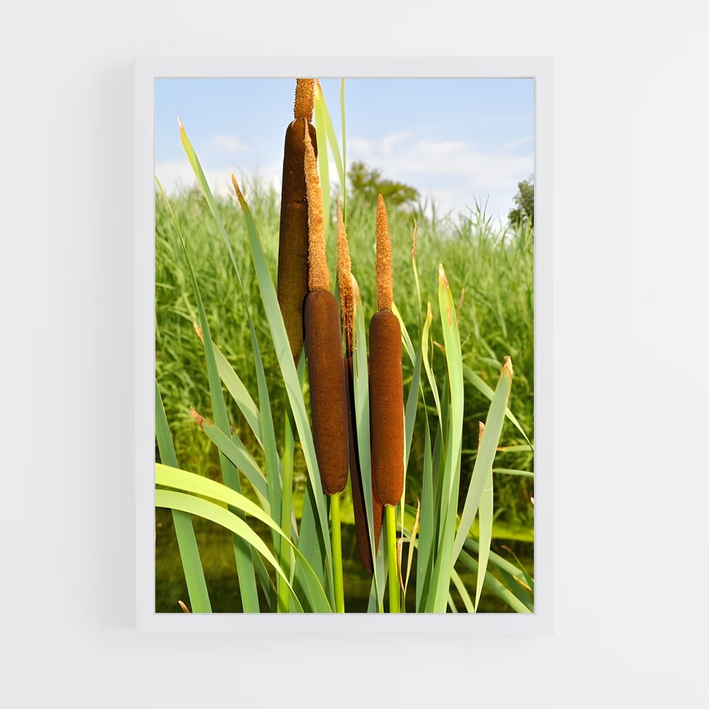 ap-cattail-3 cadre Blanc