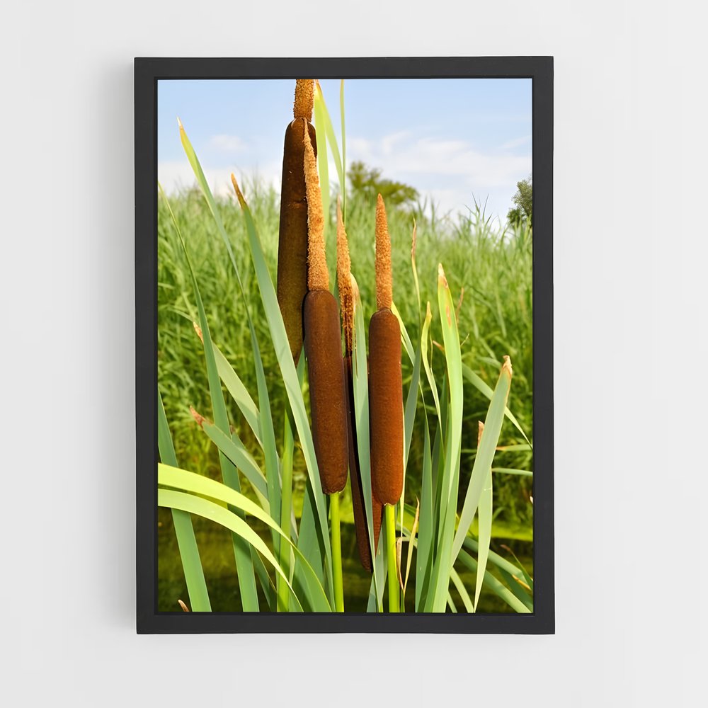 ap-cattail-3 cadre Noir
