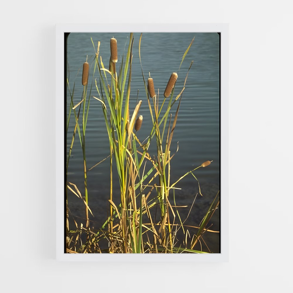 ap-cattail-4 cadre Blanc