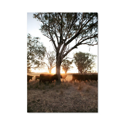 Poster Cattle ranch 2188