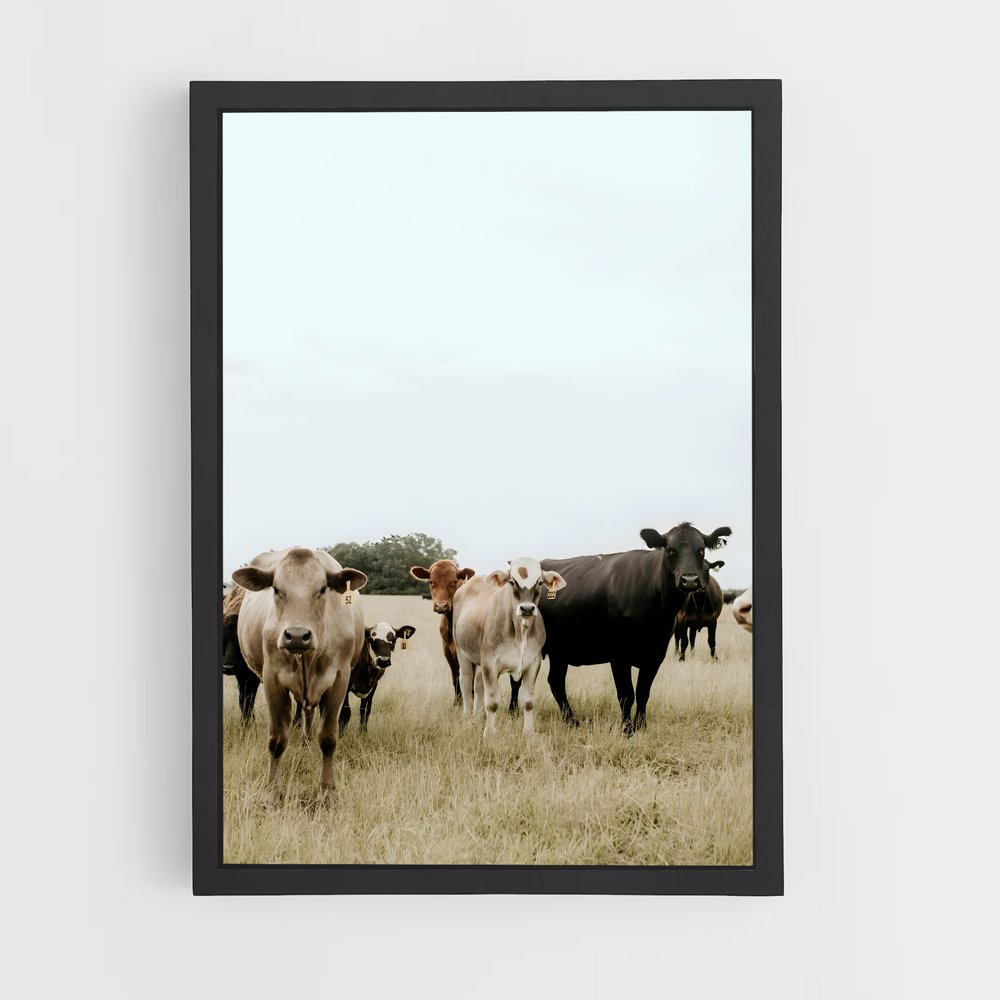 ap-cattle ranch-3 cadre Noir