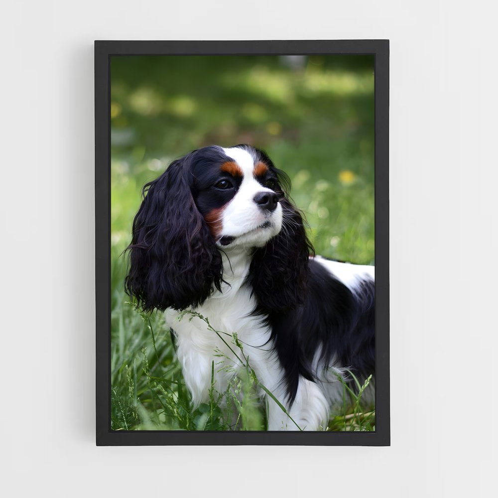ap-cavalier king charles spaniel-2 cadre Noir