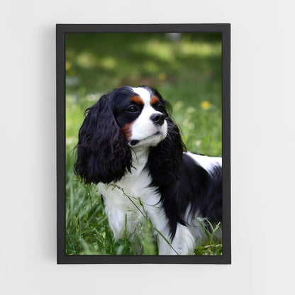 ap-cavalier king charles spaniel-2 cadre Noir