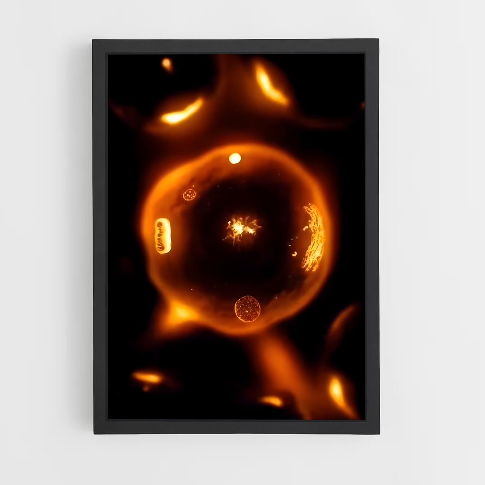 ap-cell division-1 cadre Noir