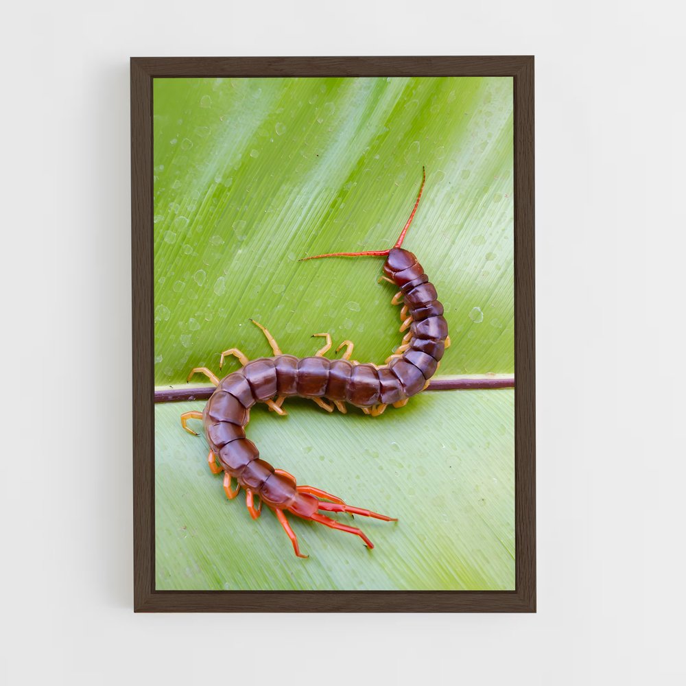 ap-centipede-3 cadre Bois foncé