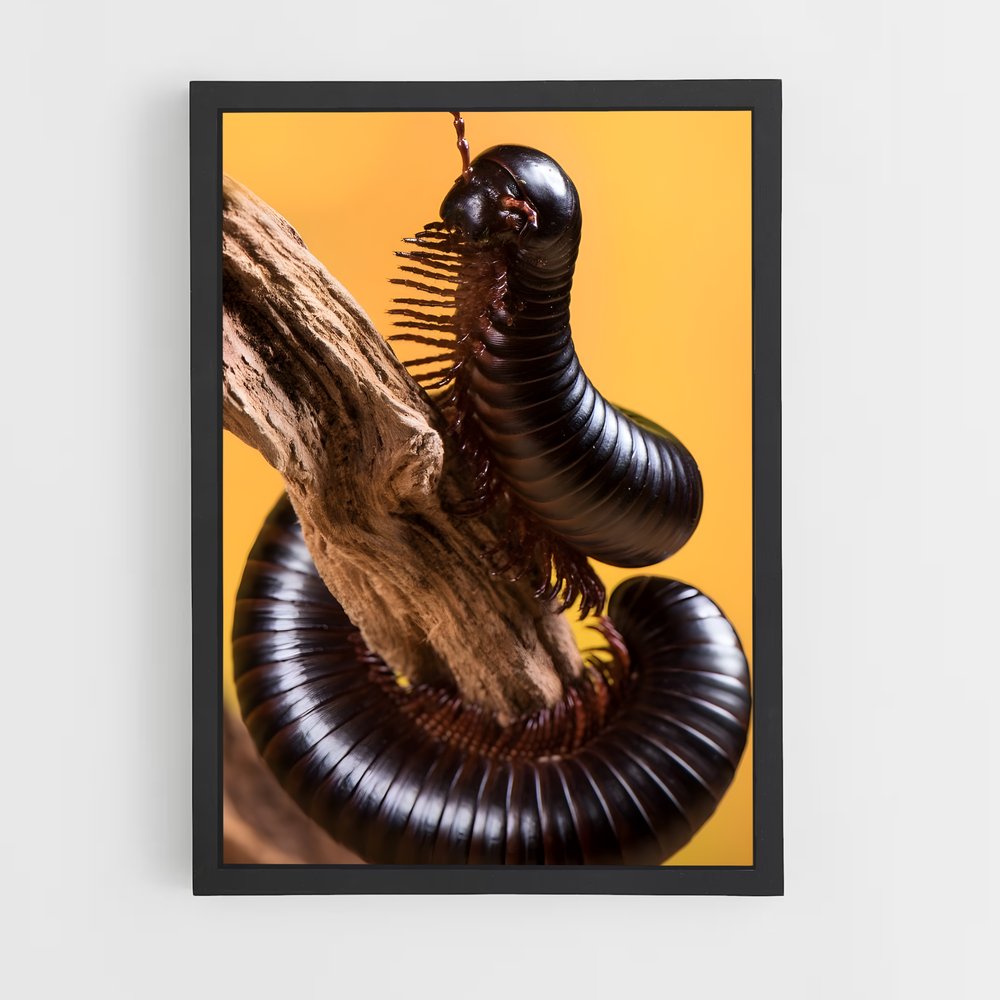 ap-centipede-6 cadre Noir