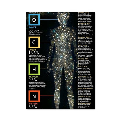Poster Anatomie Essentielle