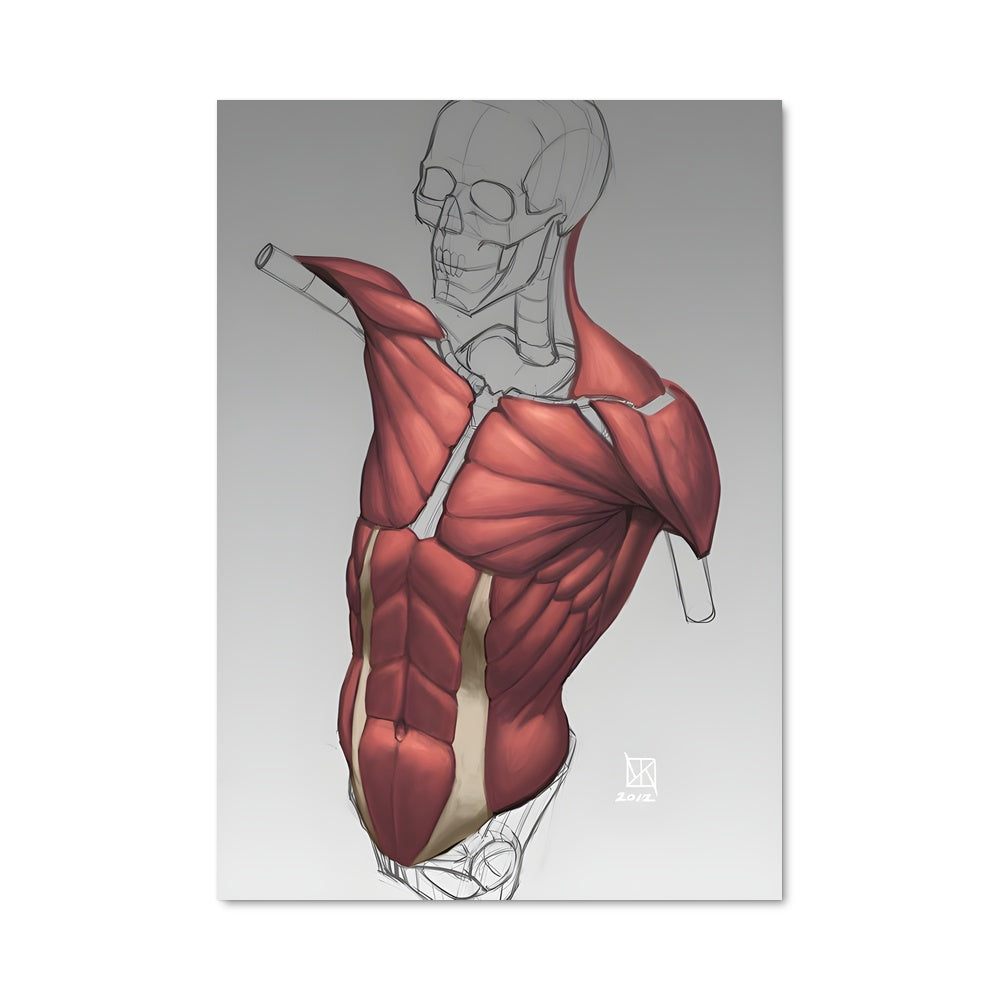 Poster Anatomie Éphémère