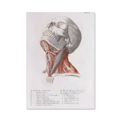 Poster Muscles de la Mort