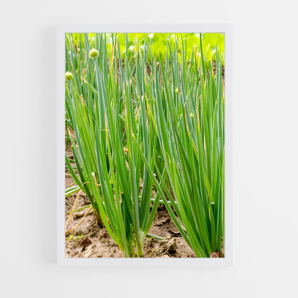ap-chives-2 cadre Blanc