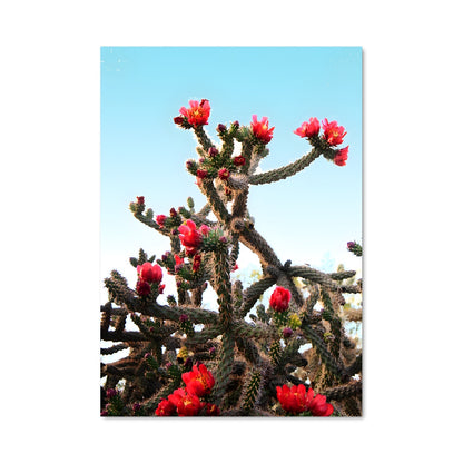 Poster Fleur de Cholla