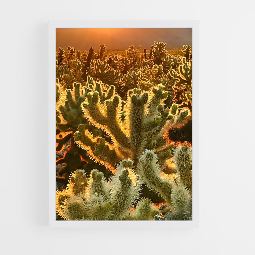 ap-cholla-2 cadre Blanc