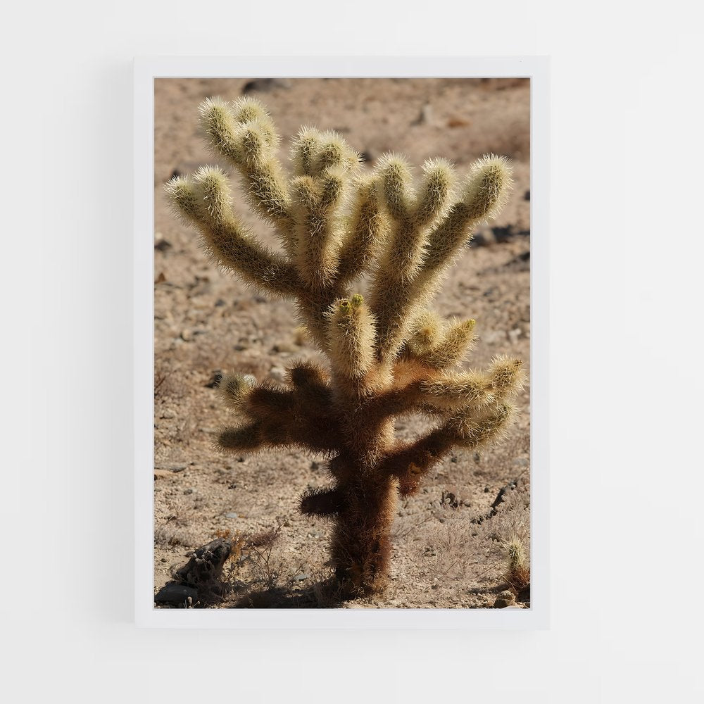 ap-cholla-5 cadre Blanc