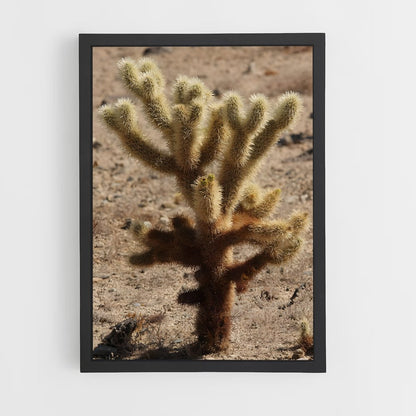 ap-cholla-5 cadre Noir