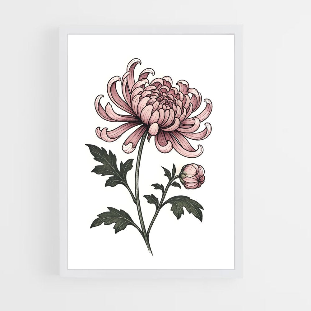 ap-chrysanthemum-1 cadre Blanc
