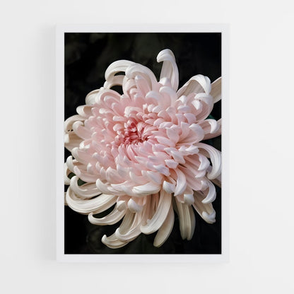 ap-chrysanthemum-4 cadre Blanc