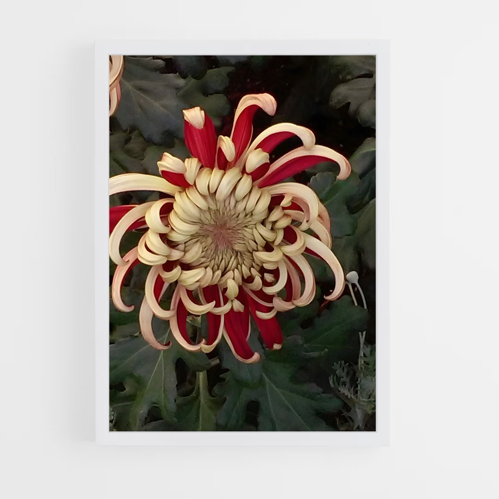 ap-chrysanthemum-5 cadre Blanc
