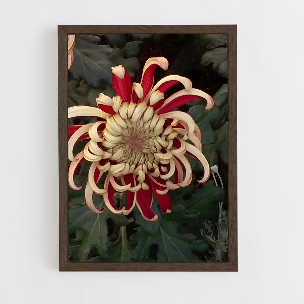 ap-chrysanthemum-5 cadre Bois foncé