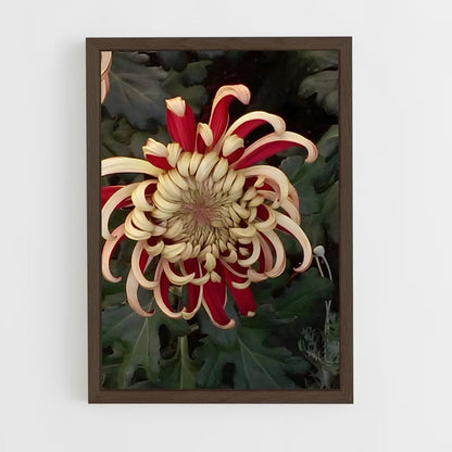 ap-chrysanthemum-5 cadre Bois foncé