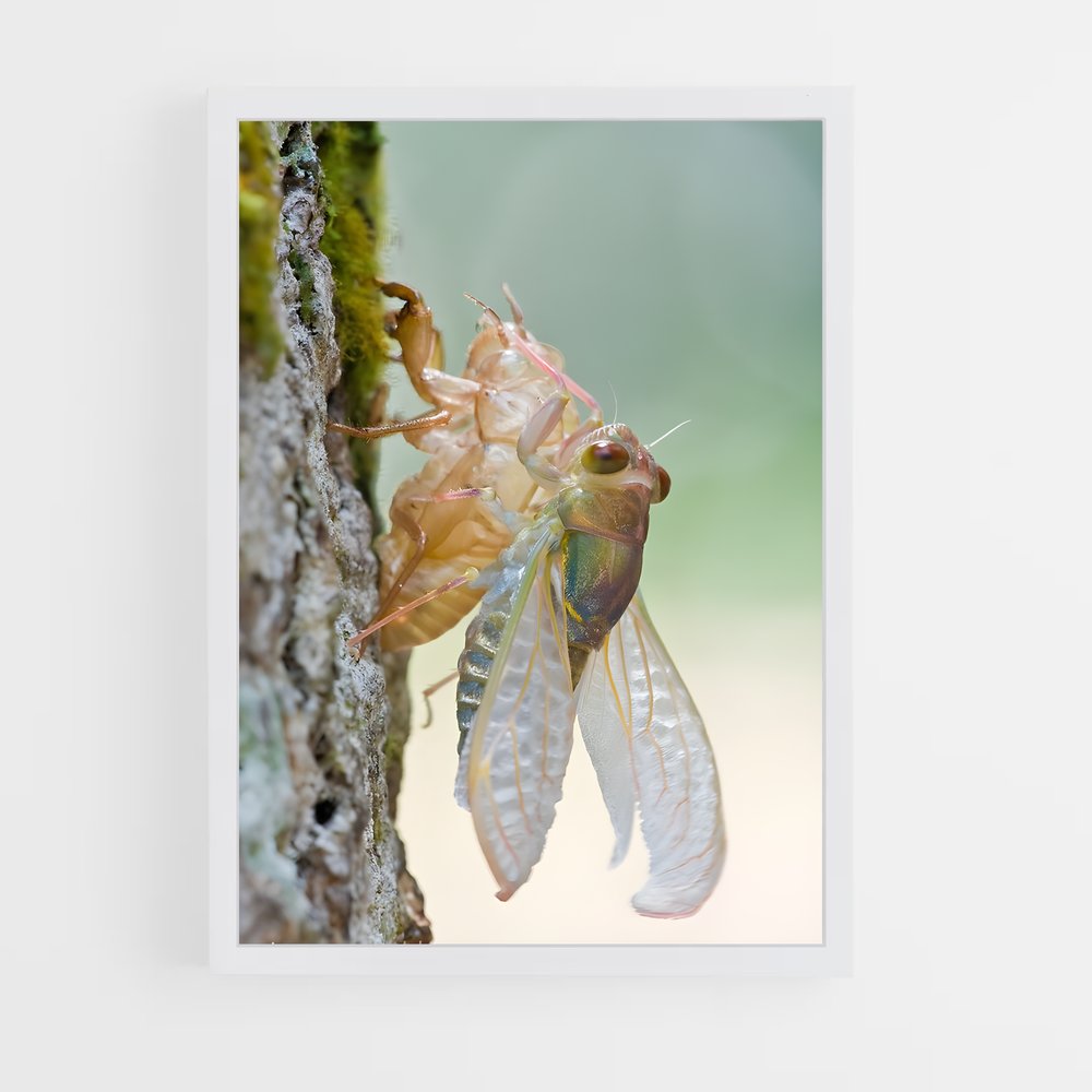 ap-cicada-2 cadre Blanc