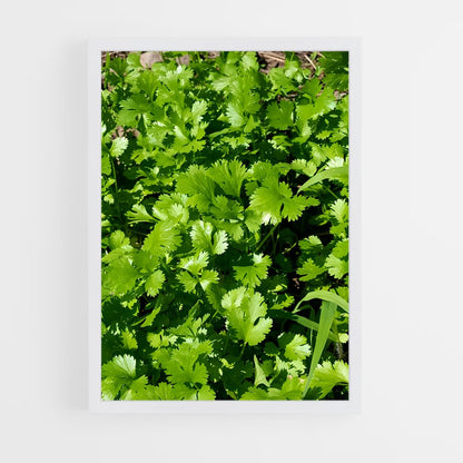 ap-cilantro-3 cadre Blanc