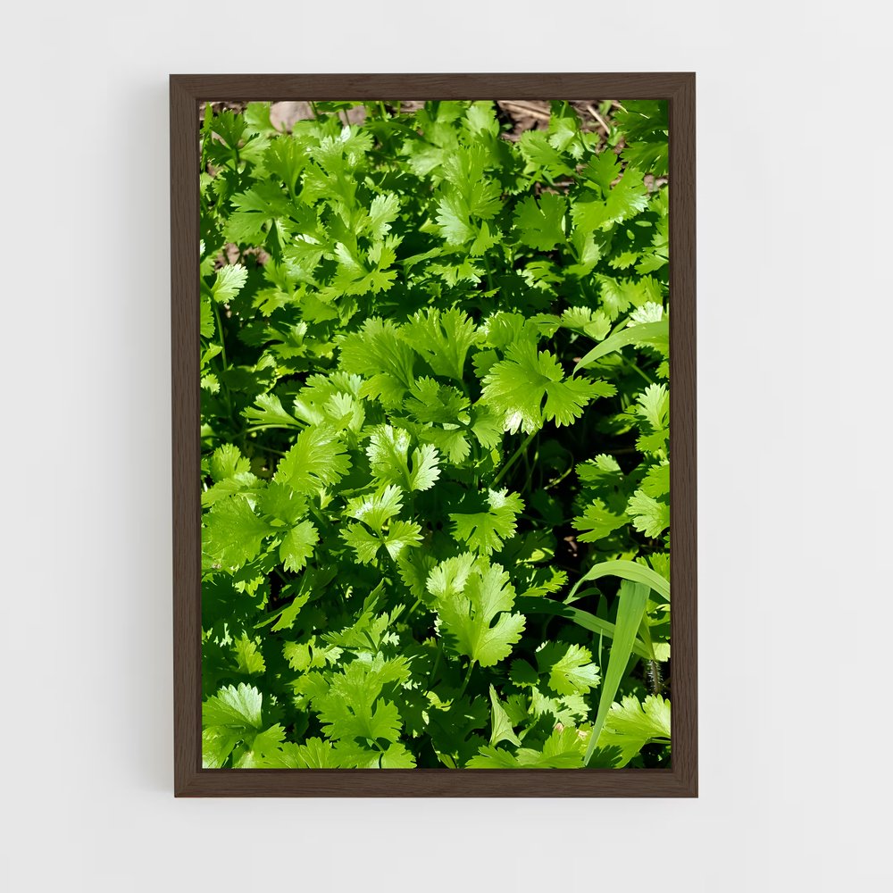 ap-cilantro-3 cadre Bois foncé