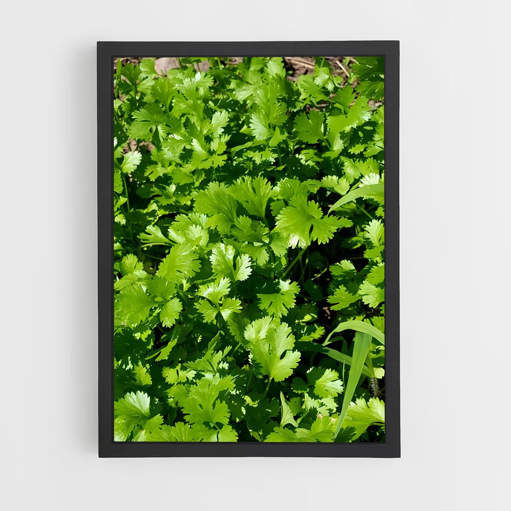 ap-cilantro-3 cadre Noir