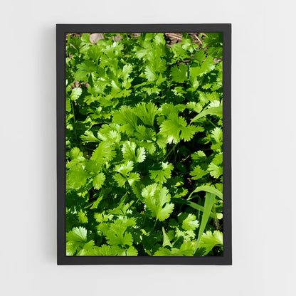 ap-cilantro-3 cadre Noir