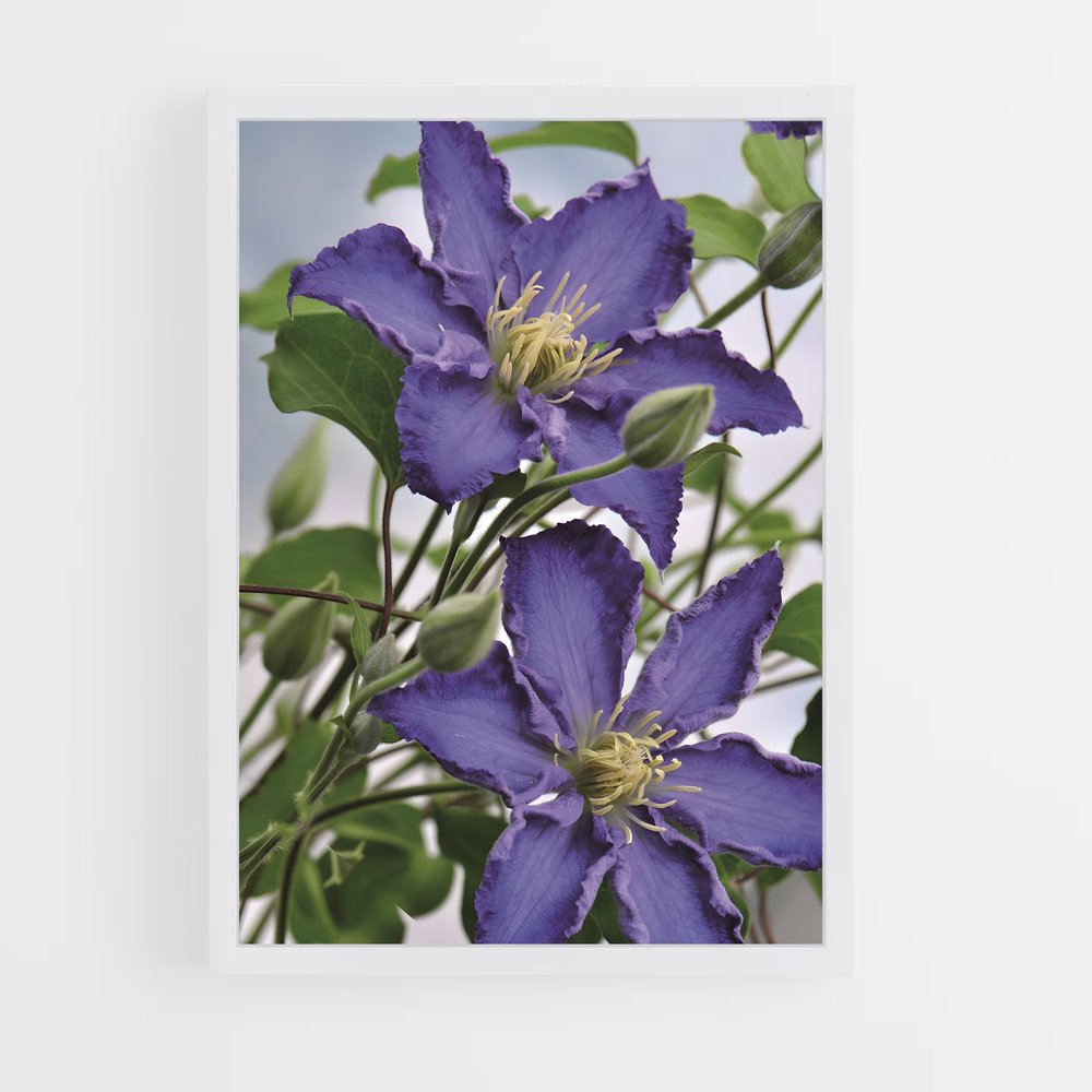 ap-clematis-1 cadre Blanc