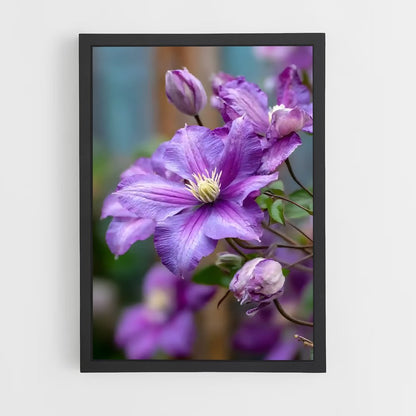 ap-clematis-10 cadre Noir