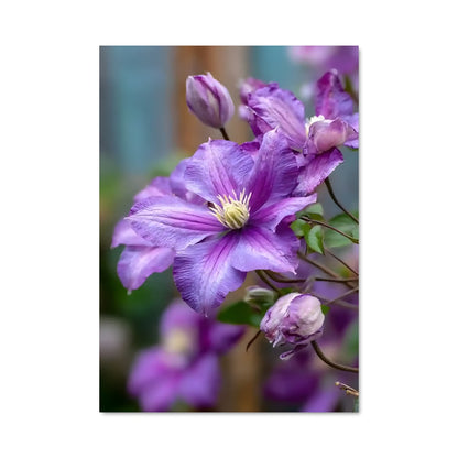 Poster Fleur d'Aube