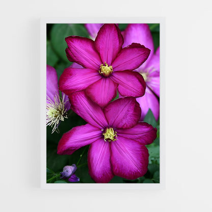 ap-clematis-11 cadre Blanc