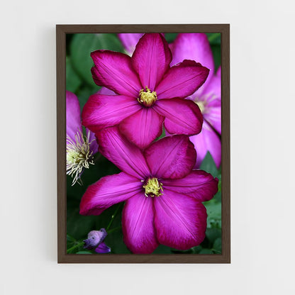 ap-clematis-11 cadre Bois foncé