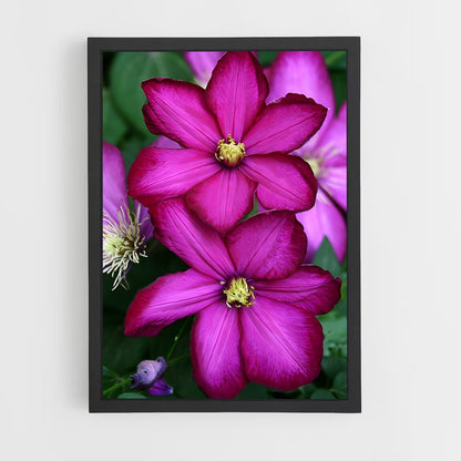 ap-clematis-11 cadre Noir