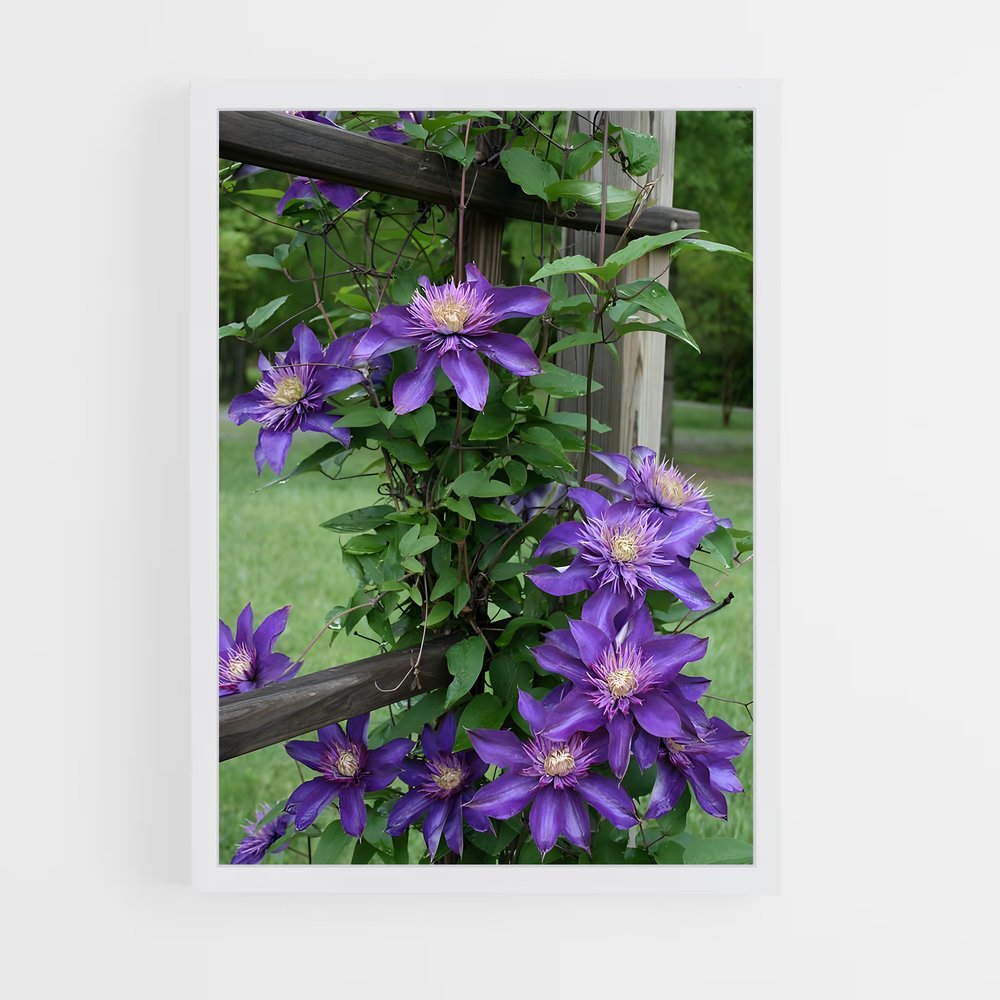 ap-clematis-12 cadre Blanc