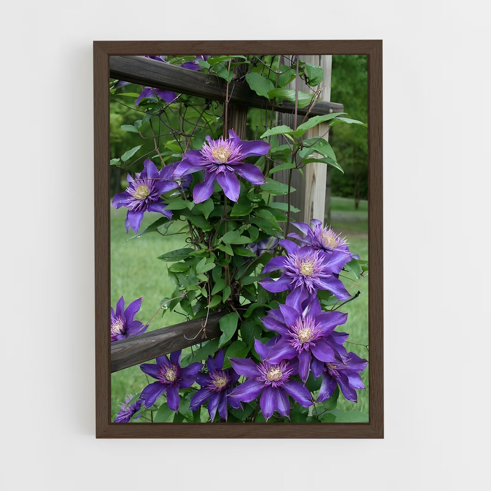 ap-clematis-12 cadre Bois foncé