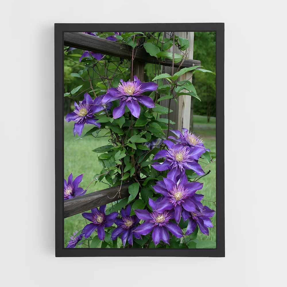 ap-clematis-12 cadre Noir