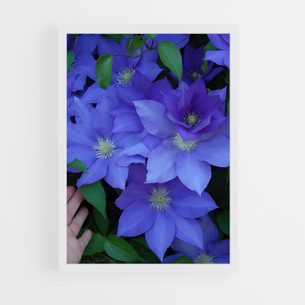 ap-clematis-2 cadre Blanc