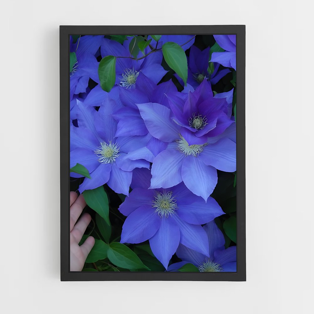 ap-clematis-2 cadre Noir