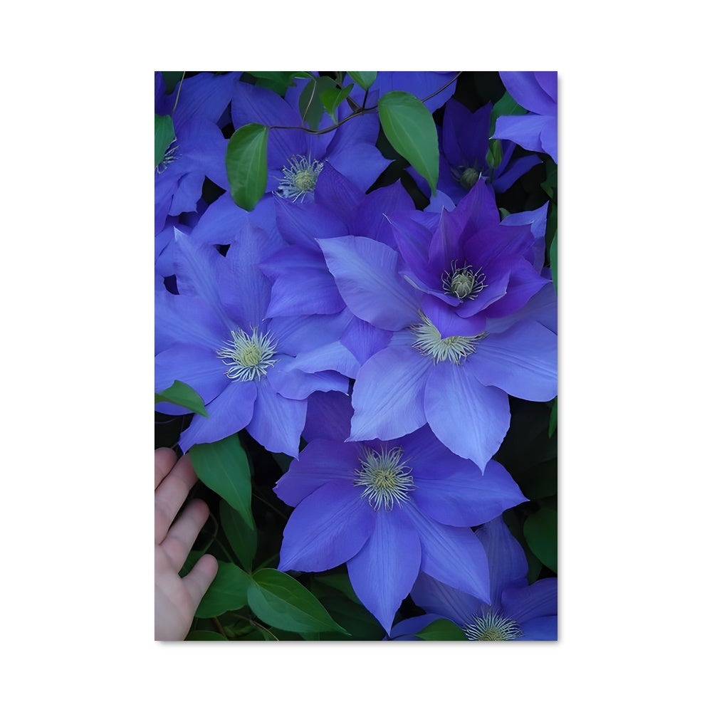 Poster Toucher de Clematis