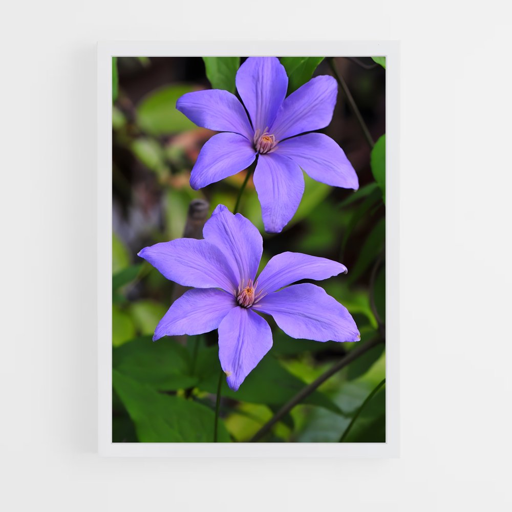 ap-clematis-3 cadre Blanc