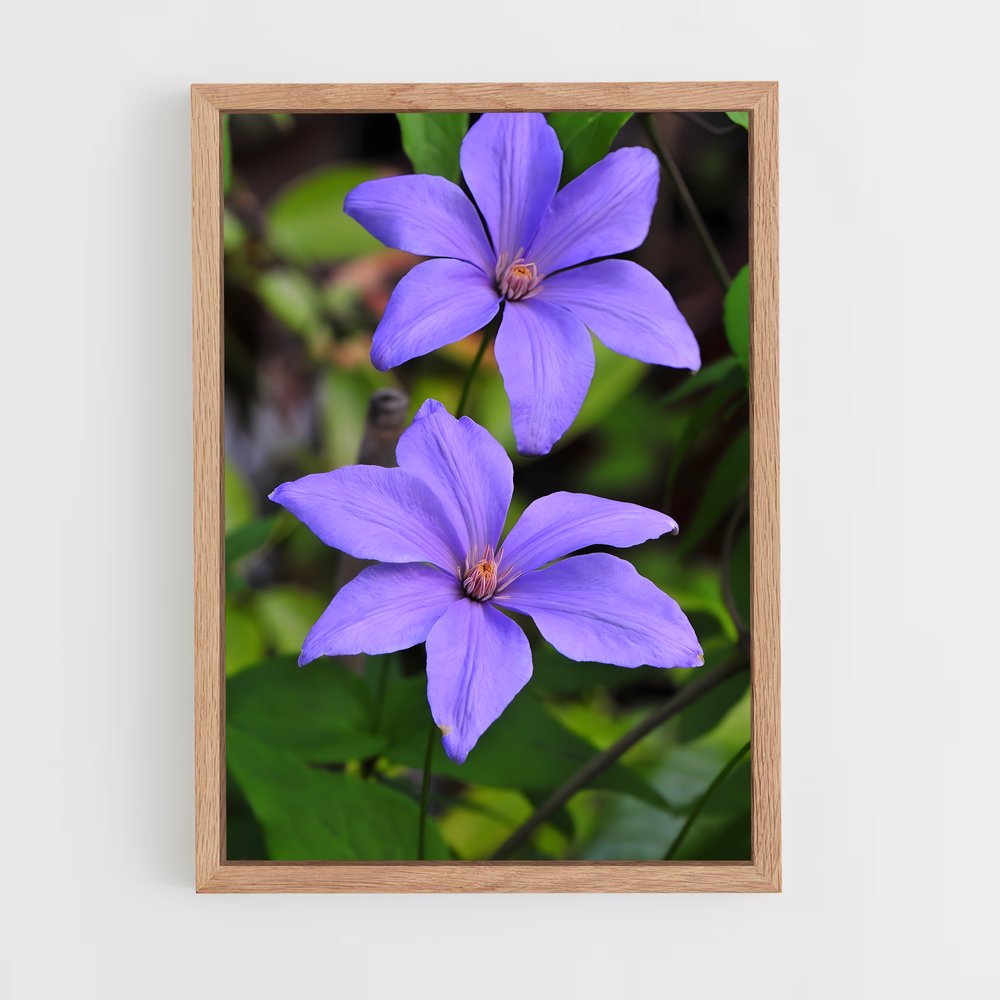 ap-clematis-3 cadre Bois clair