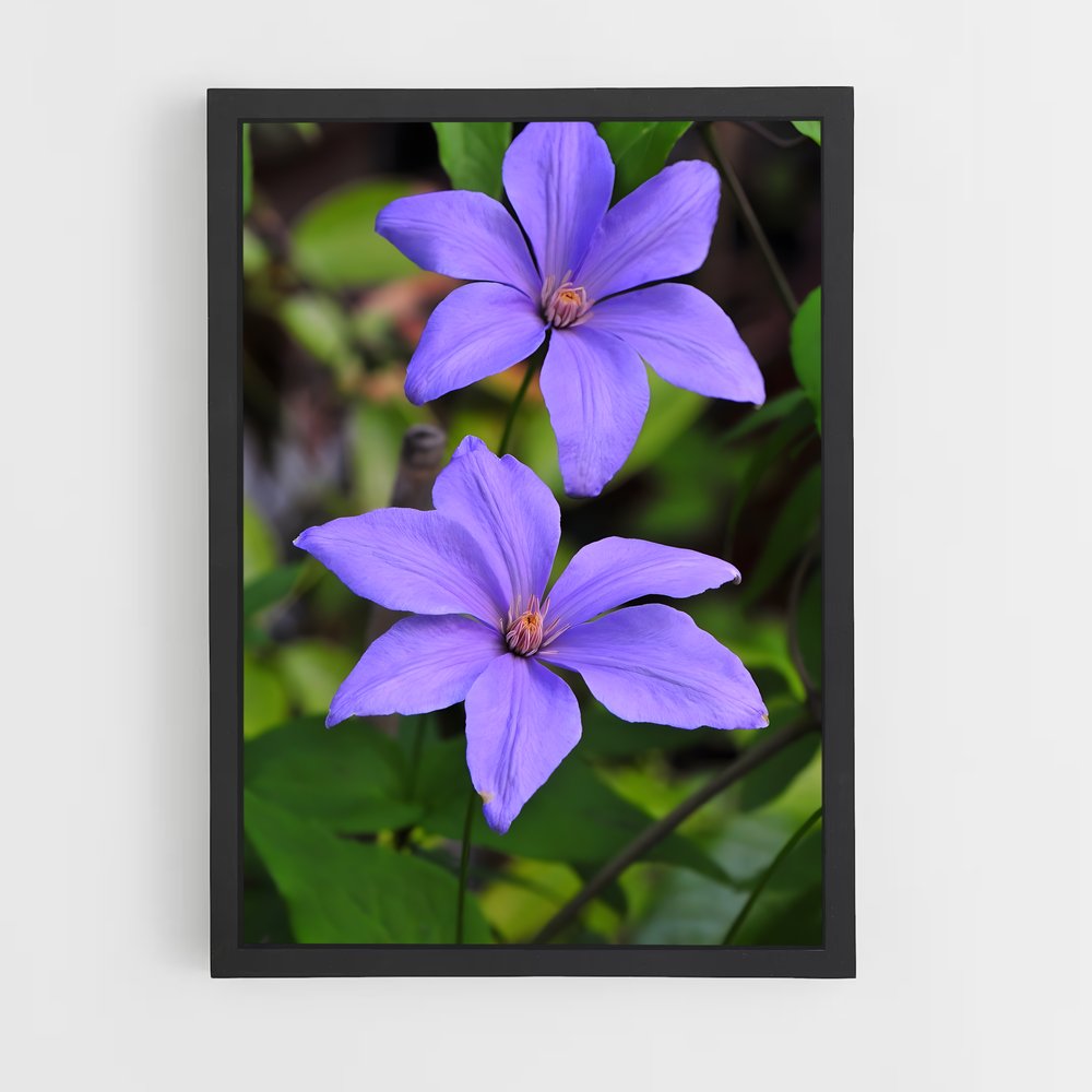 ap-clematis-3 cadre Noir