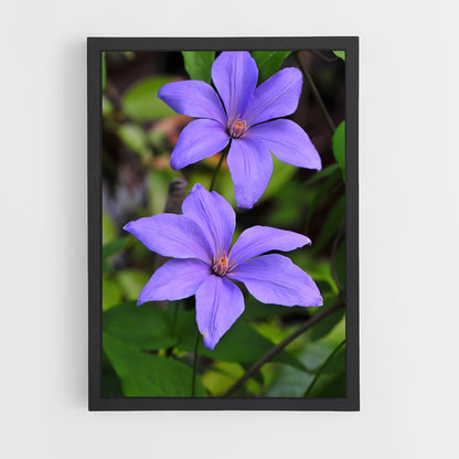 ap-clematis-3 cadre Noir